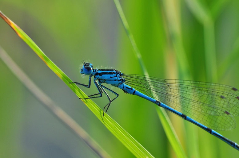 The Greenwich Peninsula Ecology Park