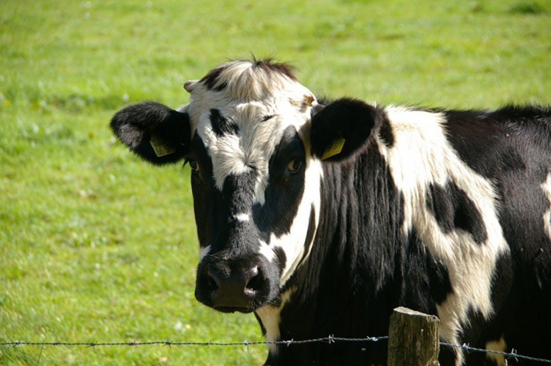 Hackney City Farm