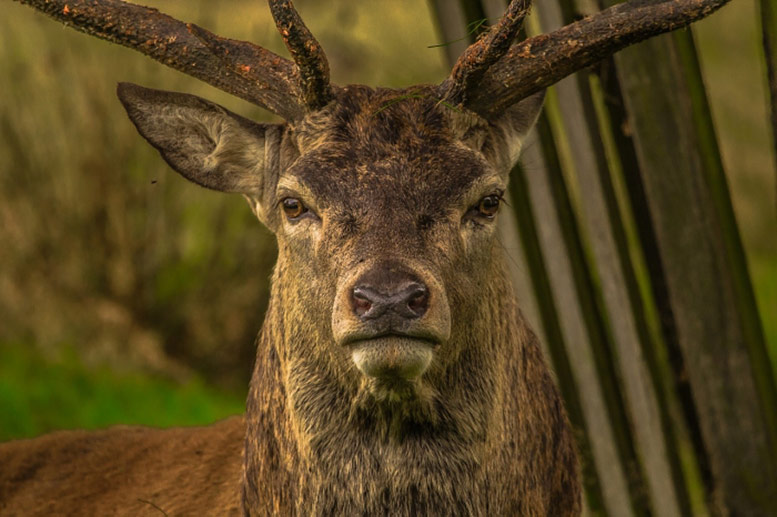 Richmond Park