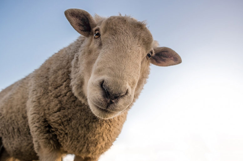 Spitalfields City Farm