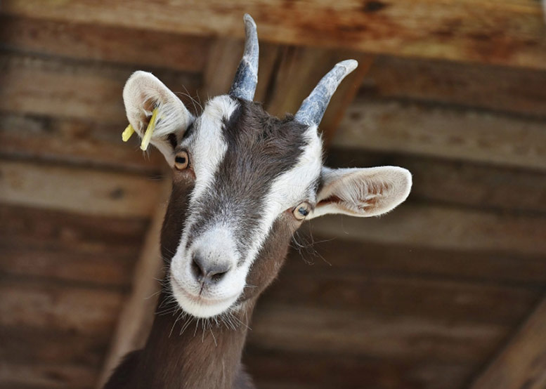 Vauxhall City Farm