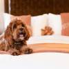 6 Best Pet-Friendly Hotels in London to Stay In