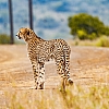 Wildlife Wonders: The Beauty of a South African Safari