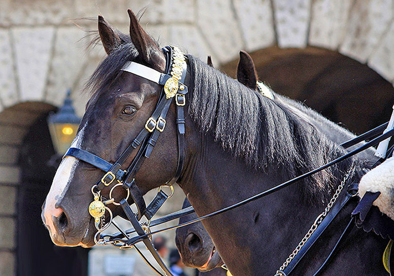 horse tour london