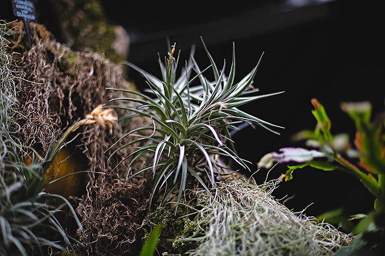 Barbican Conservatory