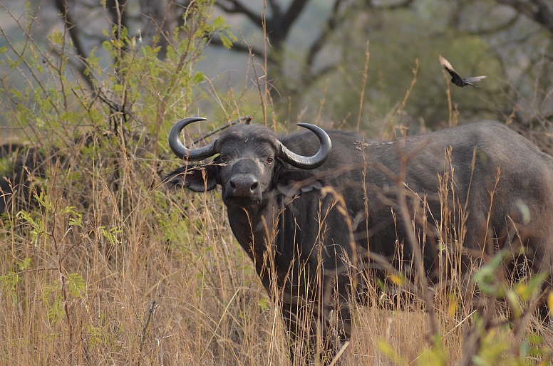 buffalo