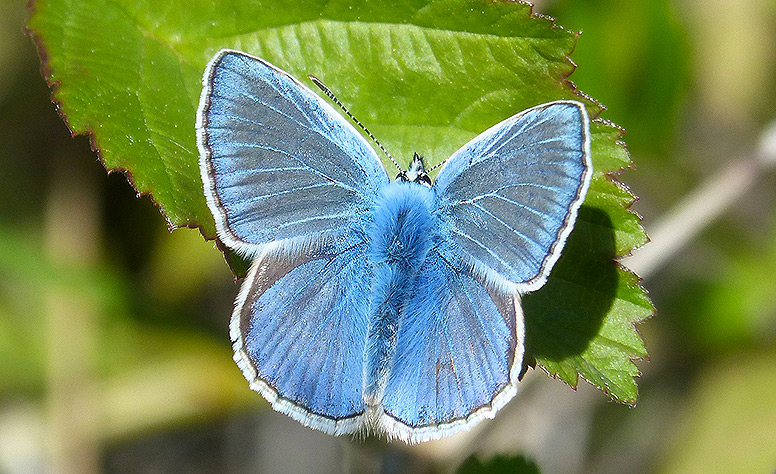 Yoesden Nature Reserve, High Wycombe