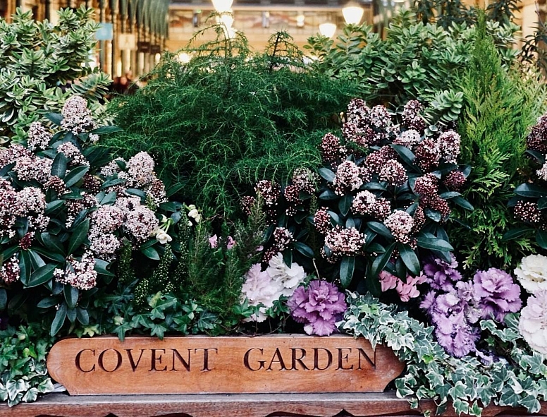 covent garden flower