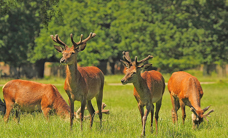 Richmond Park, London