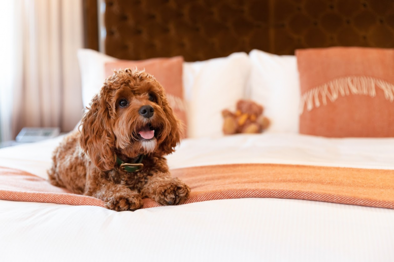 Pet-Friendly Hotels in London