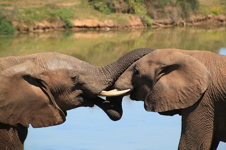 elephants safari