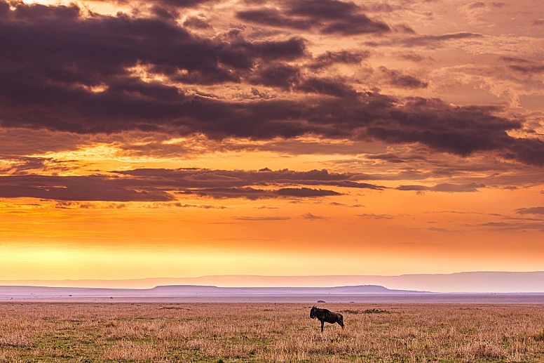 grassland