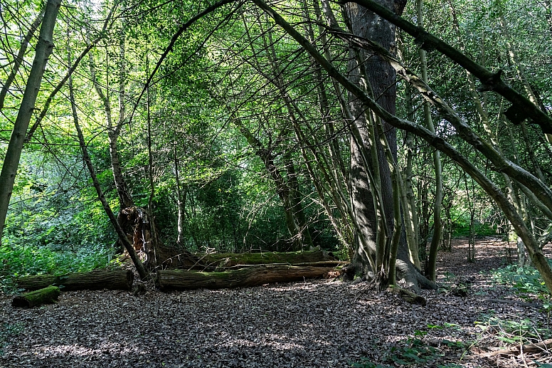 hampstead heath forest