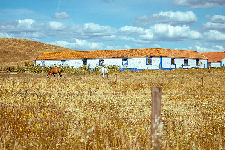 horses in alentejo