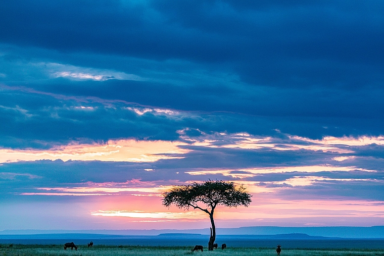 maasai mara