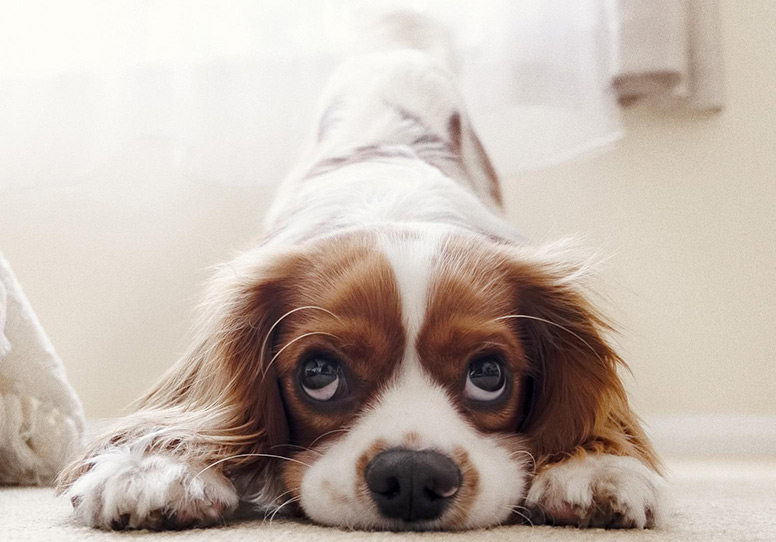 Puppy Yoga